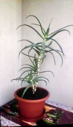 aloes kwiatek w doniczce