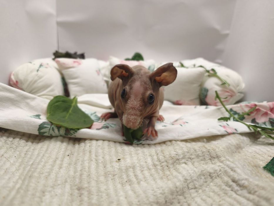 Морським свинки скінні свинки, пухнасті свинки, лисі міні бегемотики