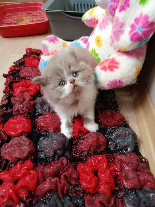 Дуже ніжний чемненький котик