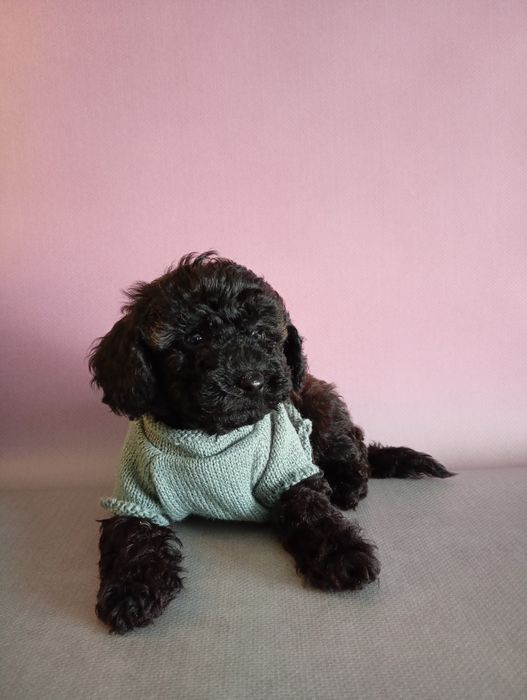 Cudooowny piesek pudel Black sable