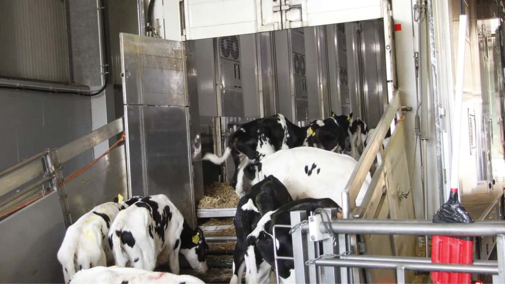 Телята продам гурт