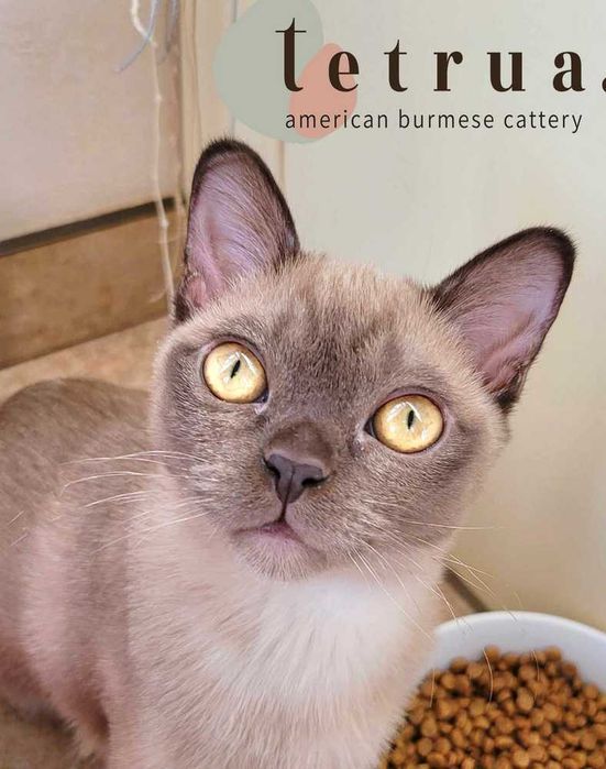 Очень коммуникабельный мальчик американской бурмы!