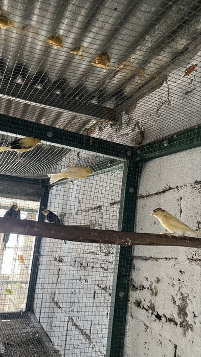 caturras , agapornis canarios