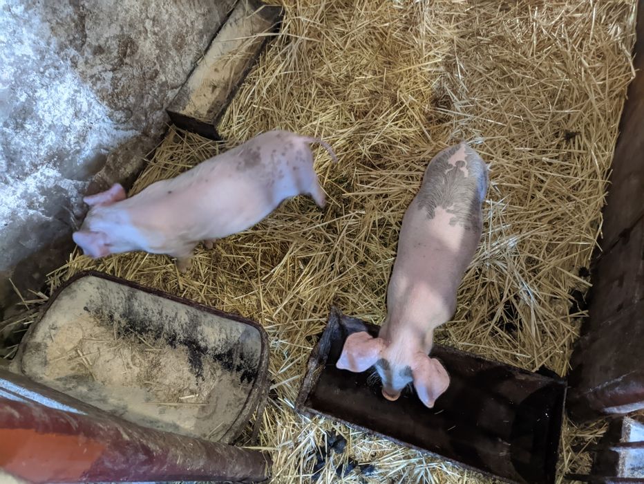 Поросята свині кабанці свинки