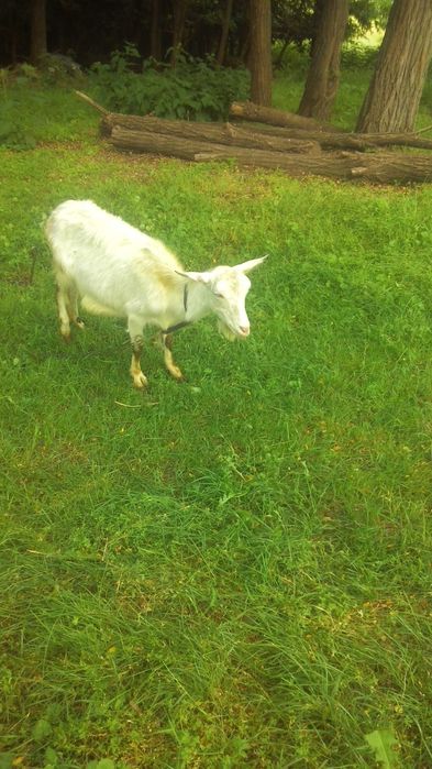 Продам дійну молоду козу!