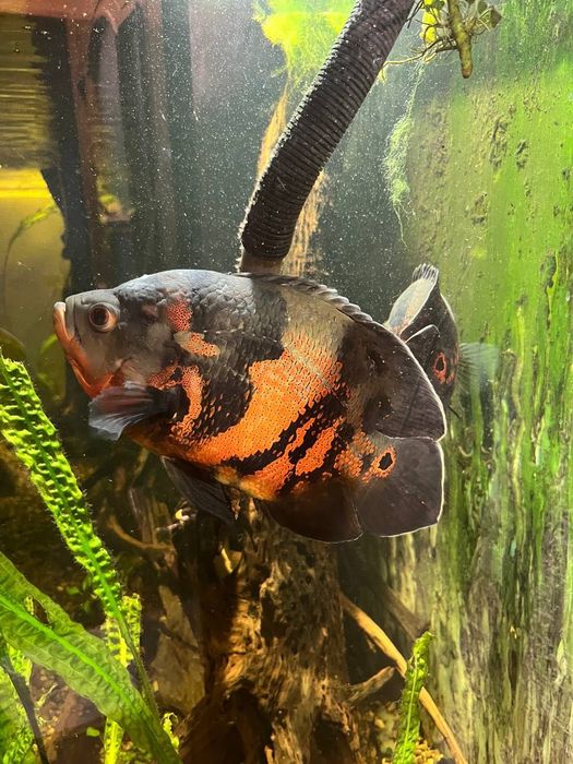 Продам рыб Акара, Астрононус