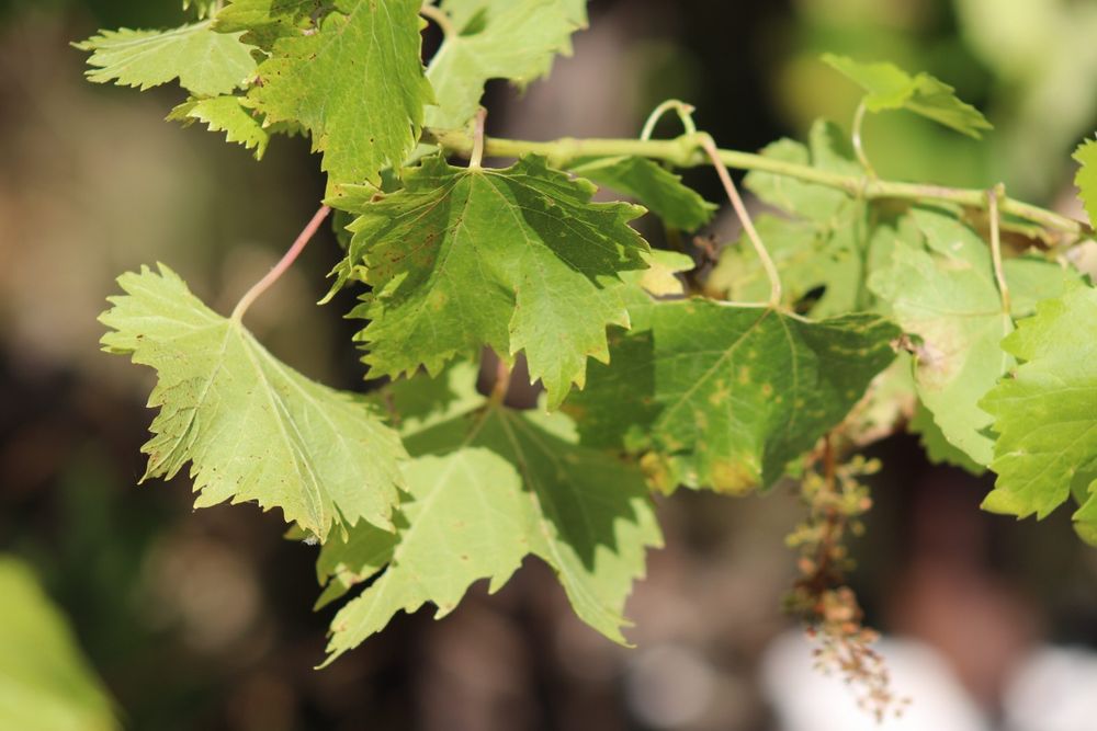 Câmera Canon 20D +lente 22-55 + Cartão 1gb