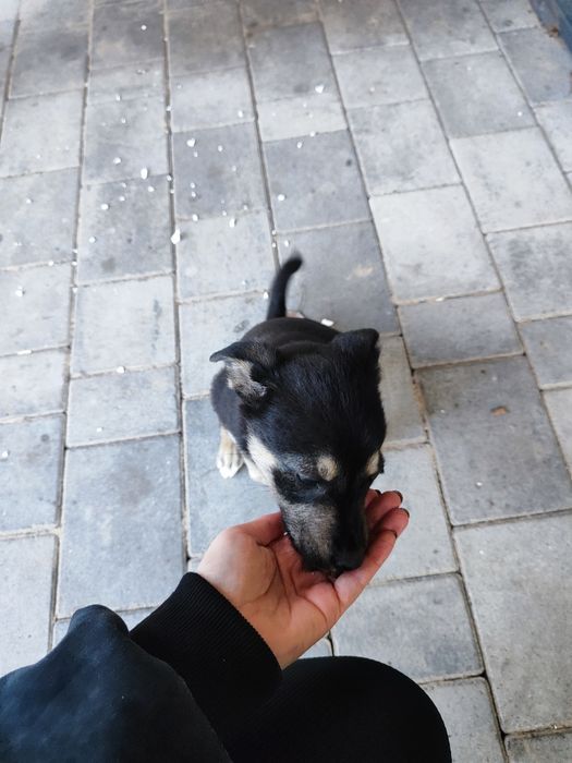 Собачки, цуцики шукають дім, 2 дівчинки