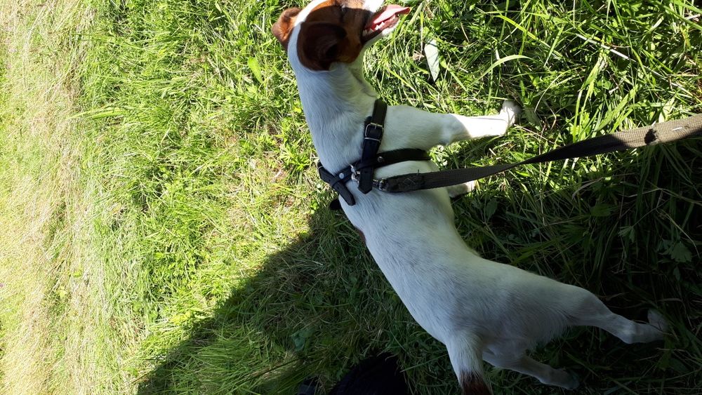 Вязка.Гладкошерстний фокстерєр 6 роки.