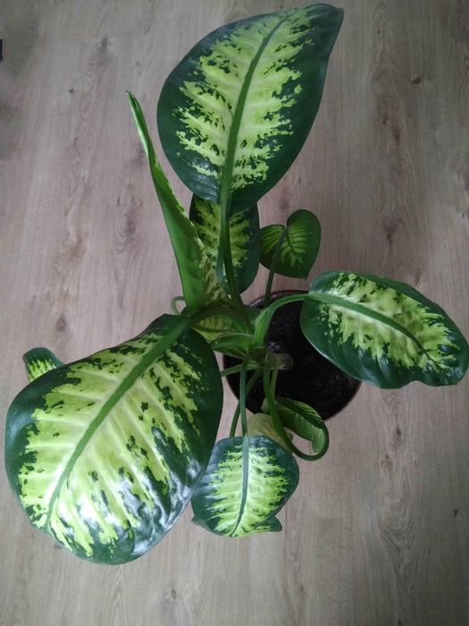красивое взрослое комнатное растение диффенбахия/цветок