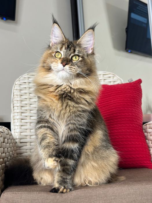 Charlotte-kotka Maine Coon
