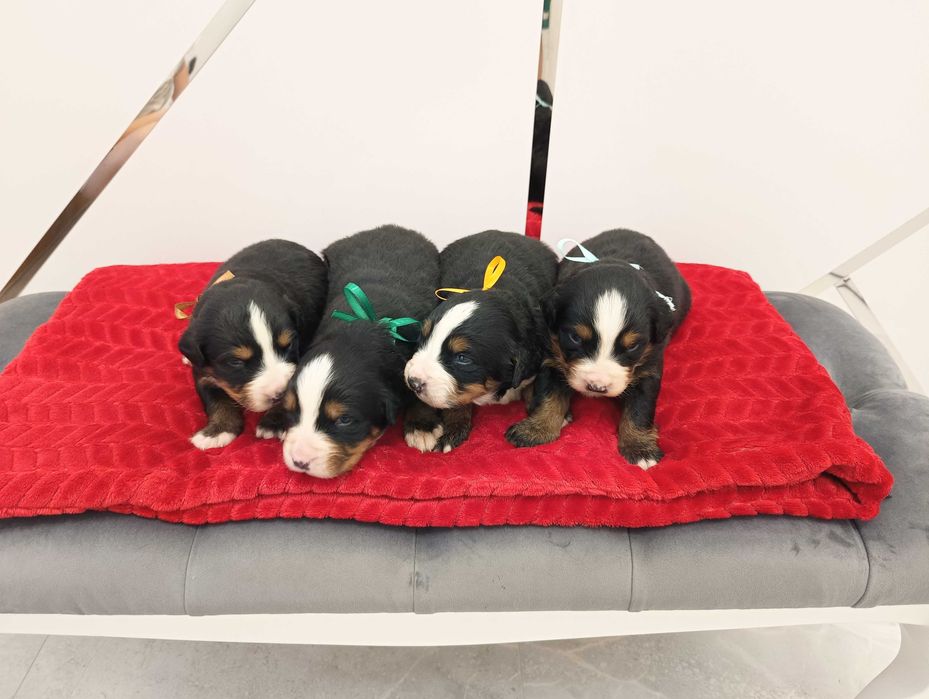 Berneński Pies Pasterski