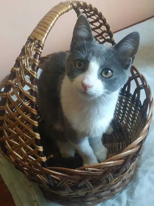 Киця  шукає  дім