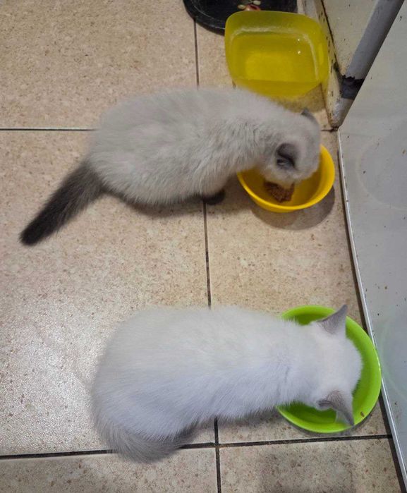 Милые умные сестрички ищут хозяев