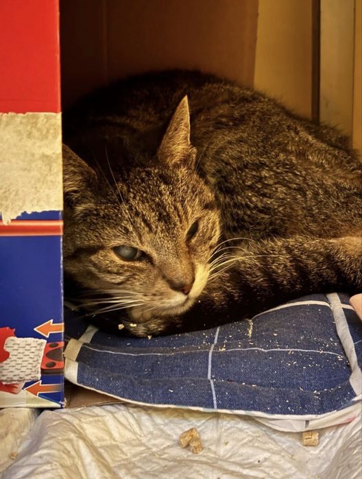 Zbyszek - starszy kocurek do adopcji!