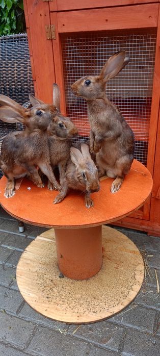 Króliki zajęczaki machoniowe