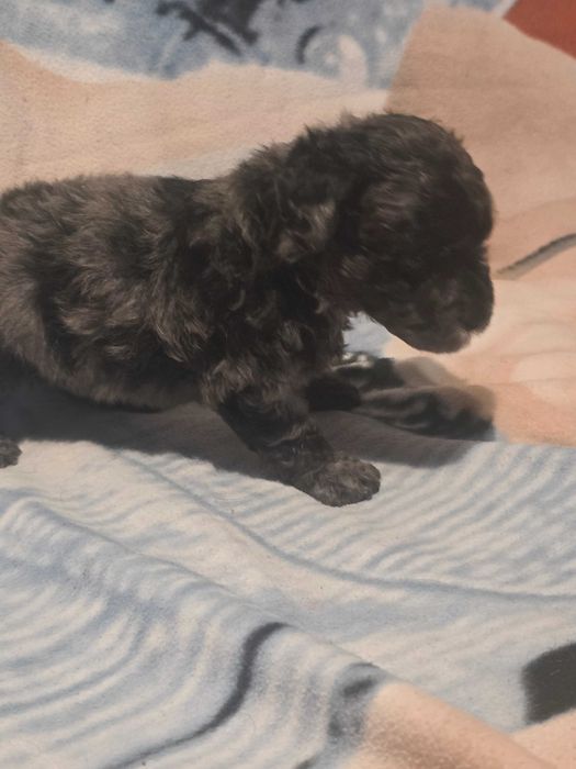 Szczeniaczek Maltipoo