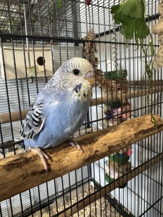 Teczowe papugi faliste oswojone