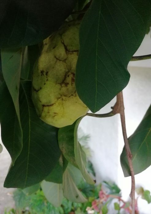 Planta da anona de vários tamanhos e preços