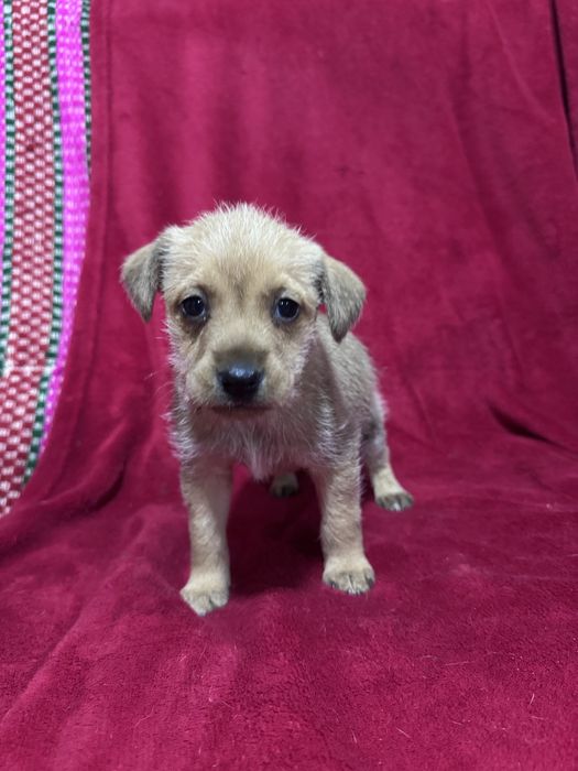 Bebés para adoção