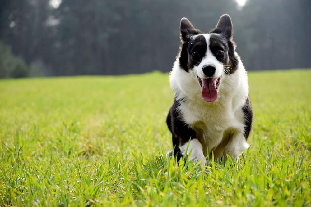 Welsh Corgi miot kwiecień 2026!