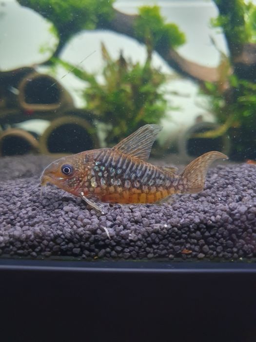 Corydoras pantanalensis C005 kirysek
