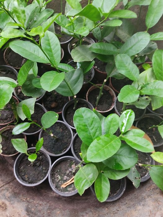 Лимон Київський крупноплідний