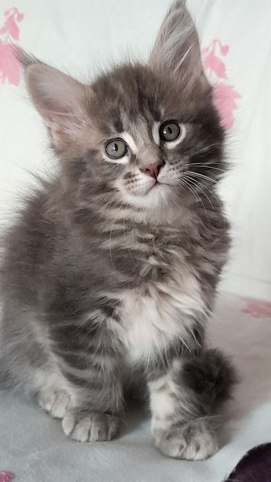 Чудові кошенята мейн кун.