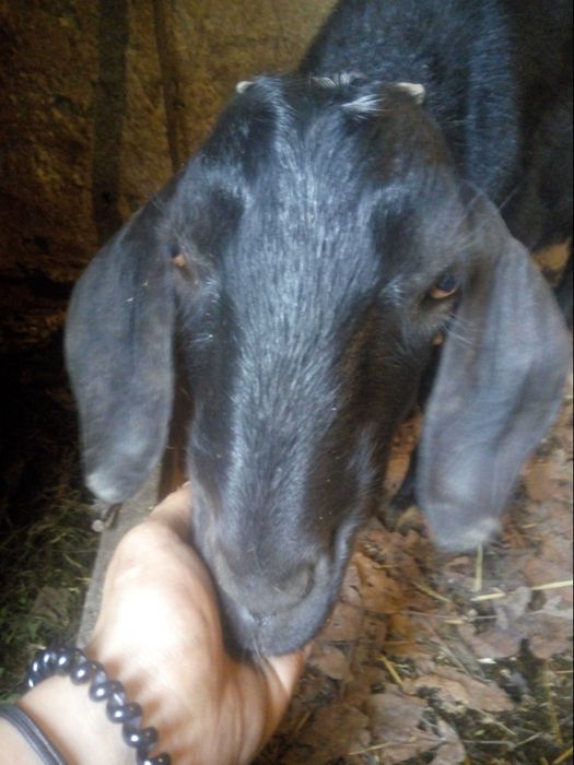 Продаю Англо-нубійського цапа деталі по телефону