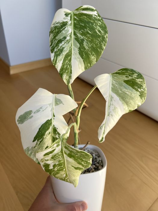 Monstera Variegata