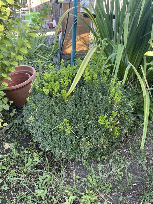 Продам 10летний самшит домашний