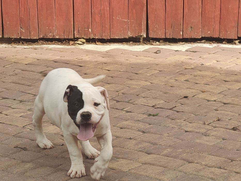 american bully szczenię z metryką
