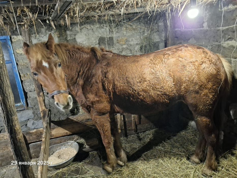 Продається Кобилка,  приблизно 9 років.