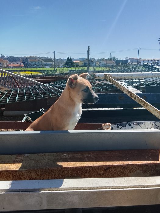 Cãezinhos para adoção responsável