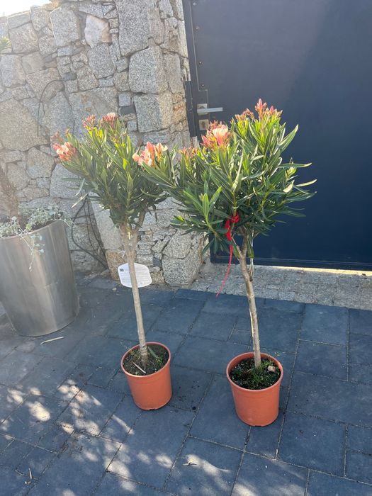 Oleander na pniu ANGIOLO PUCCI