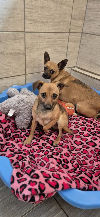 Dwa mikruski okolo 2 lata