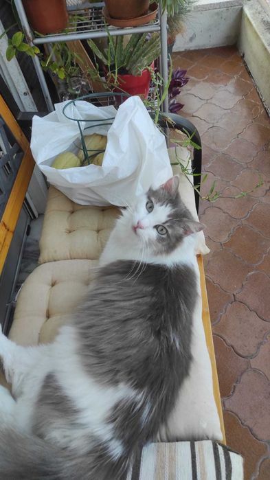 Gatinha jovem e dócil para adopção