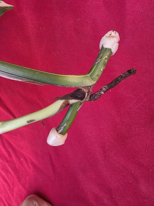 Monstera Aurea var