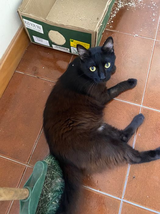 Gatinho para adoção