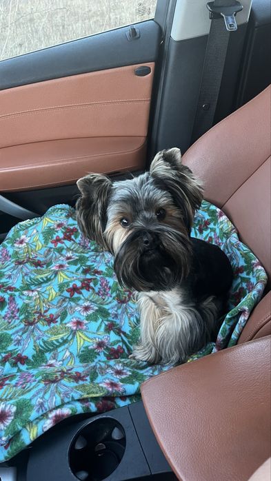 В’язка Йорк  запрошує