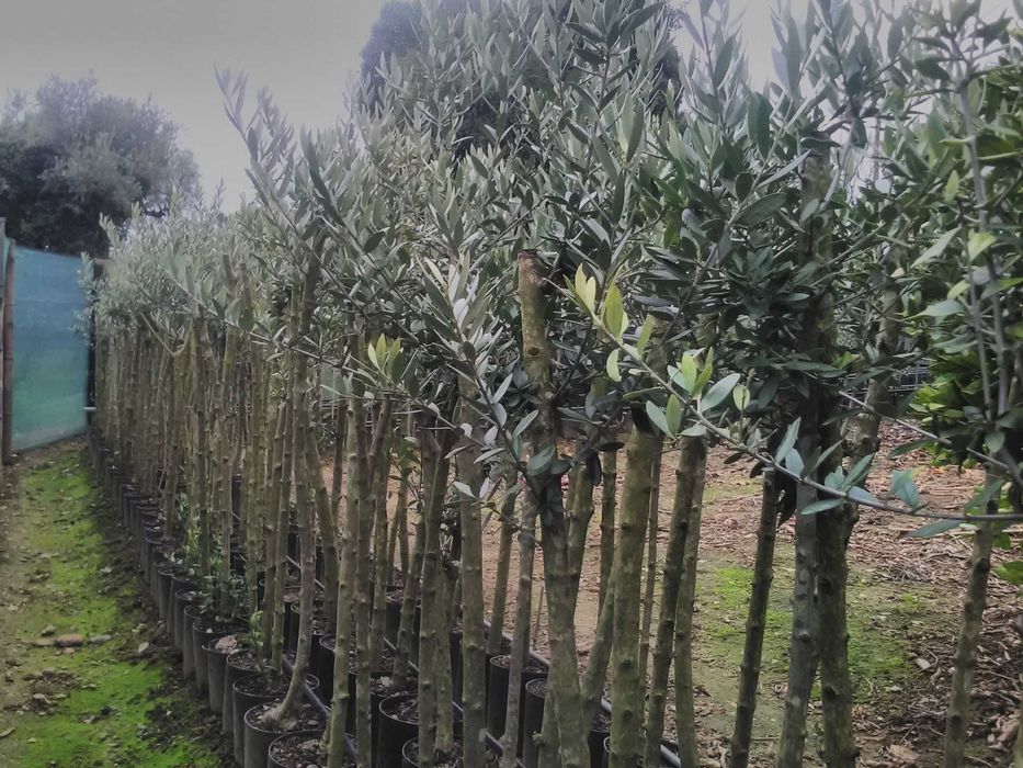 Oliveiras Galega para olival ou jardim