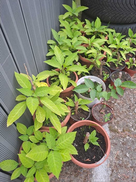 Datura biała sadzonki