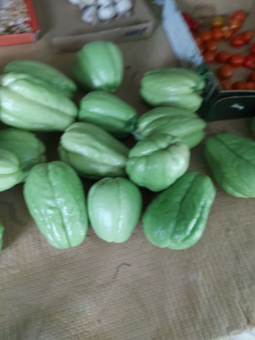 100 kg de chuchus caseiros biogicos legume muito bom para a saúde