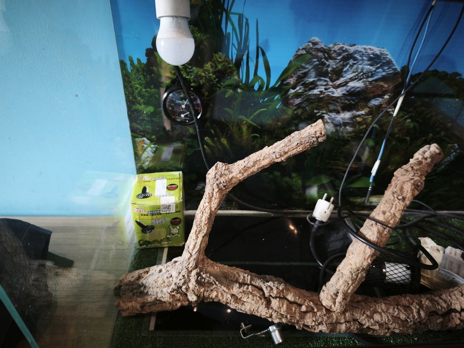 Vendo terrário para lagartos