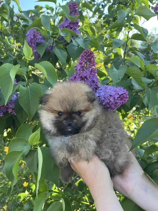 Померанський шпіц цуценята