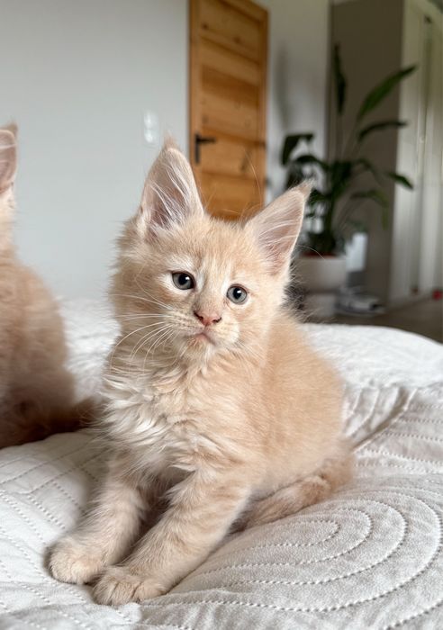 Kremowy kocurek Maine Coon