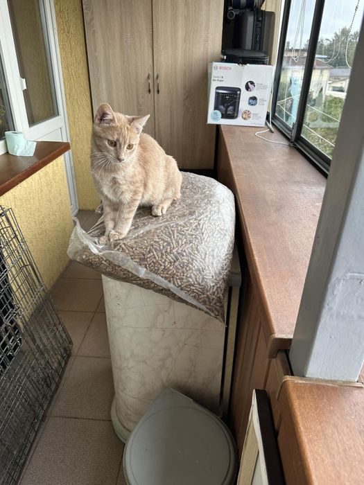 Кошеня котик ручний лагідний шукає дім