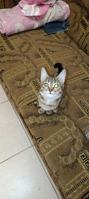 Красивые котята)