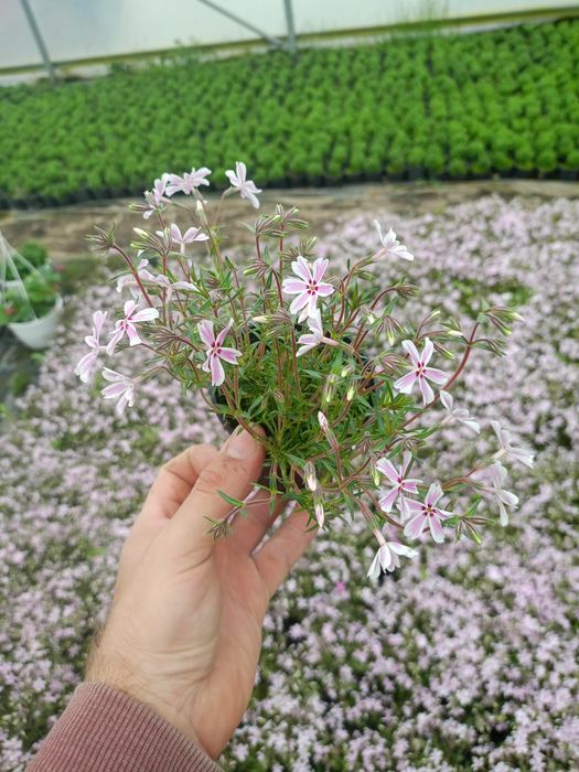 Flox szydlasty  niski zadarniające floks phlox  wieloletnia bylina