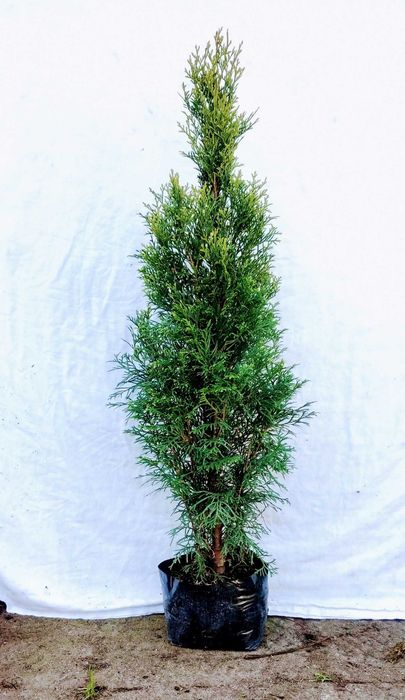 Tuja Szmaragd wys 100 cm